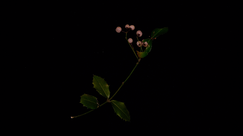 卫矛科 Celastraceae